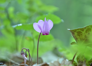 Alpen-Zyklame (Cyclamen purpurascens) - © Bernard Wieser